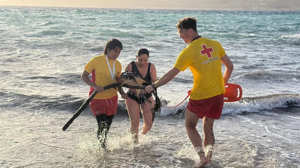 Malta Red Cross lifeguards helping rescue a sea turtle from the surf